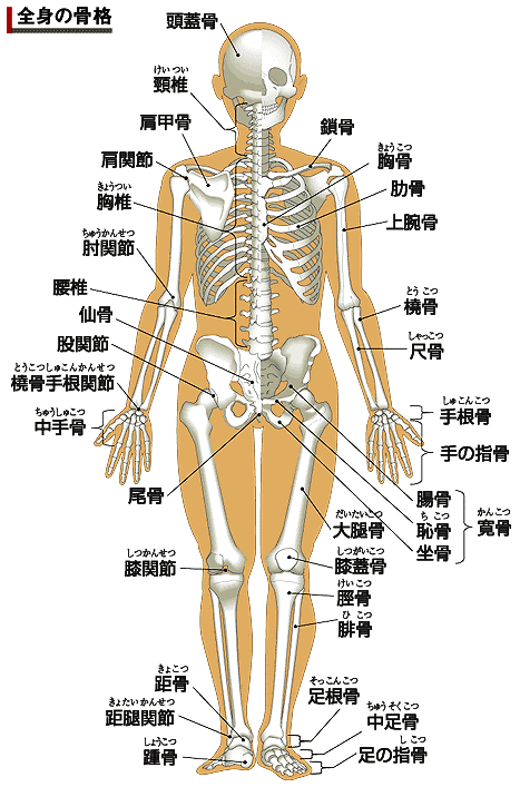 の 骨 足 名前 の 人体の骨の名称と数を解剖のイラストを用いて詳しく解説